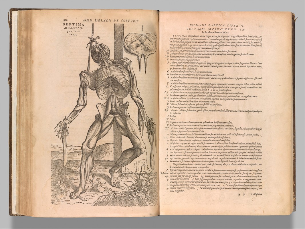 Een blad uit de Fabrica van Vesalius. Zijn Latijnse benamingen voor lichaamsdelen groeiden uit tot de standaard in de anatomie.