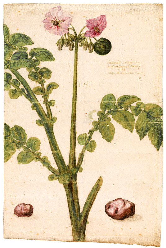 Het boek van botanicus Carolus Clusius, Rariorum plantarum historia, uit 1601 bevat de oudste in West-Europa bekende afbeelding van een aardappelplant.